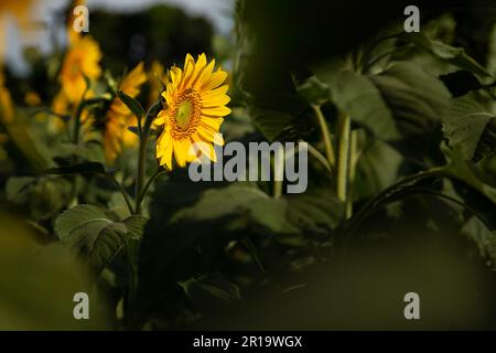 Bela Vista de Goias, Goias, Brasilien – 10. Mai 2023: Eine Sonnenblume im Fokus, auf einem Feld, das zwischen verschwommenen grünen Blättern zu sehen ist. Stockfoto