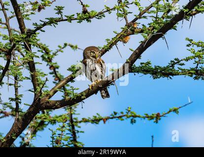 Eine Perlfleckeneule (Glaucidium perlatum), hoch oben auf einem Baum. Kenia, Afrika. Stockfoto