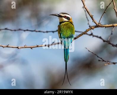 Ein Bienenfresser mit weißem Hals (Merops albicollis), der auf einem Ast sitzt. Kenia, Afrika. Stockfoto