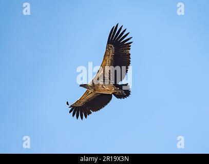 Ein vom Aussterben bedrohter Weißrückenwuchs (Zigeuner africanus), der in den Himmel steigt. Kenia, Afrika. Stockfoto