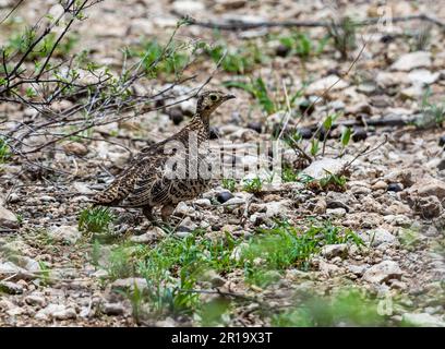 Eine weibliche Schwarzgesichtige Sandhuhn (Pterocles decoratus). Kenia, Afrika. Stockfoto