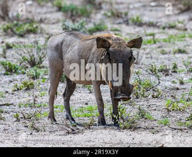 Ein gemeines Warzenschwein (Phacochoerus africanus) in freier Wildbahn. Kenia, Afrika. Stockfoto