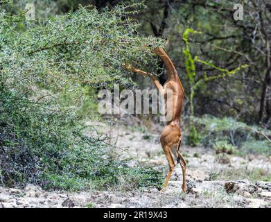 Ein Gerenuk (Litocranius walleri), der auf seinen Hinterbeinen steht und sich von Büschen ernährt. Kenia, Afrika. Stockfoto