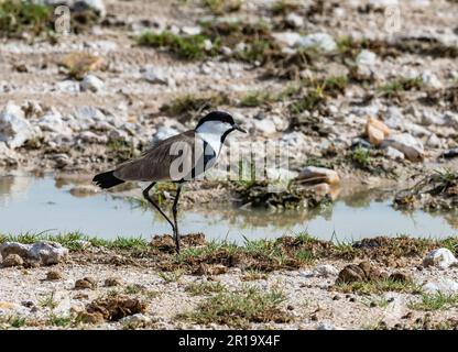 Ein Sturmflügelläufer (Vanellus spinosus), der an einem Wasserbecken vorbeiläuft. Kenia, Afrika. Stockfoto