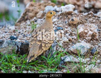 Ein männlicher Kastanienbauch-Sandhuhn (Pterocles Exsustus). Kenia, Afrika. Stockfoto