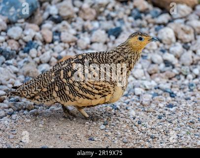 Eine weibliche Kastanienbäuche (Pterocles Exsustus) Kenia, Afrika. Stockfoto