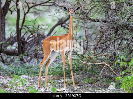 Ein Gerenuk (Litocranius walleri) ist eine seltsam aussehende Antilope. Kenia, Afrika. Stockfoto