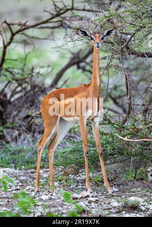 Ein Gerenuk (Litocranius walleri) ist eine seltsam aussehende Antilope. Kenia, Afrika. Stockfoto