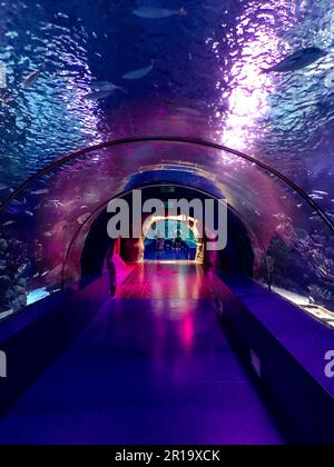 ozeanarium in einem heißen Land. Die Fische im Aquarium leben im Wasser. Unterwasserwelt des Meeres. Fische und Korallen. Ein Tunnel mit Wasser im Korr Stockfoto