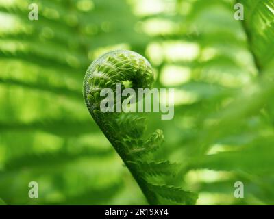 Junger grüner Schuss Farn. Polypodiopsida oder Polypodiophyta. Pflanzen in der Natur. Frühlingssaison. Neues Leben. Grüne Locken. Schließen. Grüner Naturhintergrund Stockfoto