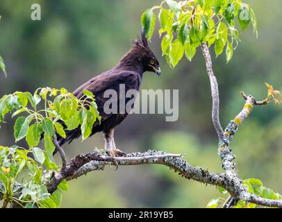 Ein Langkammadler (Lophaetus occipitalis), der auf einem Ast steht. Kenia, Afrika. Stockfoto