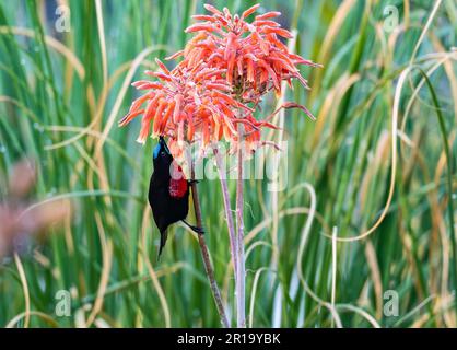 Ein männlicher Rotbarsch (Chalcomitra senegalensis), der sich von Blumen ernährt. Kenia, Afrika. Stockfoto