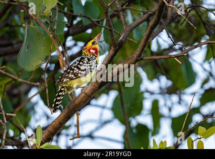 Ein farbenfroher rot-gelber Barbet (Trachyphonus erythrocephalus), hoch oben auf einem Ast. Kenia, Afrika. Stockfoto