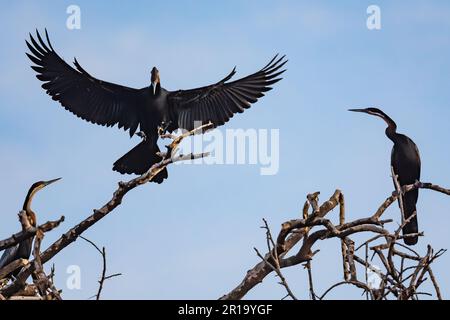 Ein afrikanischer Darter (Anhinga rufa), der auf einem Zweig landet. Kenia, Afrika. Stockfoto