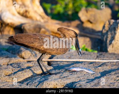 Ein Hamerkop (Scopus umbretta), der einen Fisch isst. Kenia, Afrika. Stockfoto