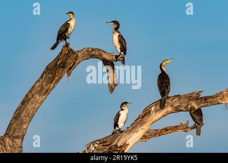 Eine Gruppe großer Kormorane (Phalacrocorax Carbo), hoch oben auf einem toten Baum. Kenia, Afrika. Stockfoto