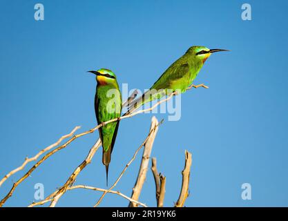 Zwei blauäugige Bienenfresser (Merops persicus) auf einem Ast. Kenia, Afrika. Stockfoto