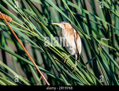 Ein kleines Bitter (Ixobrychus minutus) auf Schilf. Kenia, Afrika. Stockfoto