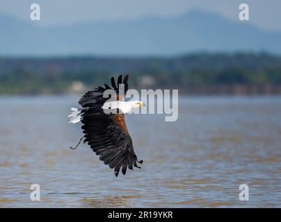 Ein afrikanischer Fischadler (Haliaeetus vocifer), der mit einem Fang von Fischen wegfliegt. Kenia, Afrika. Stockfoto