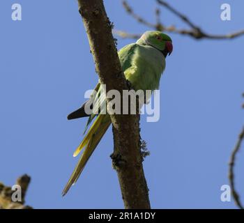 Rosenumringter Sittich, gefangen in buschigem Park Stockfoto