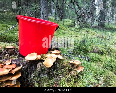 Baumstumpf im Wald mit vielen wunderschönen, köstlichen essbaren Pilzen mit einem roten Plastikeimer im Wald vor dem Hintergrund von Bäumen. Konzept: Musha Stockfoto