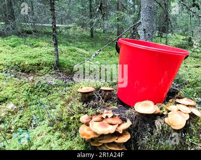 Baumstumpf im Wald mit vielen wunderschönen, köstlichen essbaren Pilzen mit einem roten Plastikeimer im Wald vor dem Hintergrund von Bäumen. Konzept: Musha Stockfoto
