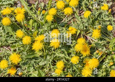 Gelber Löwenzahn. Helle Blüten Löwenzahn auf Hintergrund der grünen Frühlingswiesen. Stockfoto