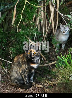 Gefleckte schwarze kanarische Wildkatze mit grünen Augen auf dem natürlichen Hintergrund Stockfoto