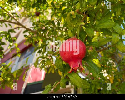 Natürliche rote saftige, reife Granatäpfel auf einem Granatapfelzweig vor dem Hintergrund grüner tropischer Blätter. Hintergrund, Textur. Stockfoto