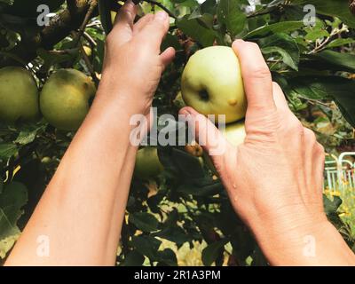 Äpfel wachsen auf einem Baum zwischen grünen Blättern. Die zarten und fürsorglichen Hände der Mutter pflücken Früchte. Marmelade, Kompott, Marmelade, Wintervorbereitung und Animationen Stockfoto
