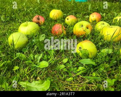 Äpfel in verschiedenen Farben liegen auf grünem, frischem Gras. Früchte von grüner, roter Farbe fielen vom Baum. apfelgarten, Vegetarismus, gesunde Ernährung. Gut Stockfoto