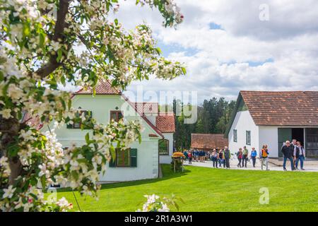 Puch bei Weiz: Blühende Apfelplantagen, Bauernhof Obstbau Berger, Apfelland in Steirisches Thermenland - Oststeiermark, Steierm Stockfoto