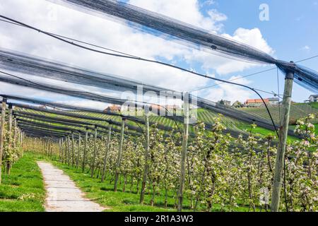 Puch bei Weiz: Blühende Apfelplantagen, Hagelschutznetz, Apfelland (Apfelland) in Steirisches Thermenland - Oststeiermark, Steiermark, St. Stockfoto