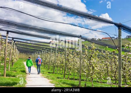 Puch bei Weiz: Blühende Apfelplantagen, Hagelschutznetz, Apfelland (Apfelland) in Steirisches Thermenland - Oststeiermark, Steiermark, St. Stockfoto