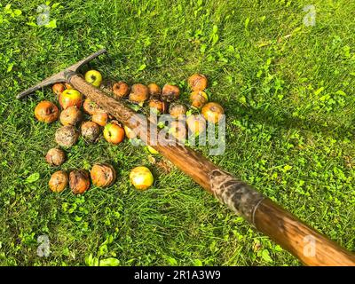 Äpfel werden in einem Haufen gesammelt. Rote, gelbe und grüne Äpfel werden geharkt. Holzrechen mit gebrochenem Griff, mit Klebeband zurückgewickelt. Grüner, frischer Grasrücken Stockfoto