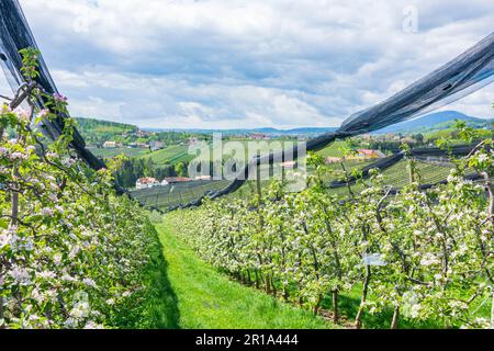 Puch bei Weiz: Blühende Apfelplantagen, Hagelschutznetz, Apfelland (Apfelland) in Steirisches Thermenland - Oststeiermark, Steiermark, St. Stockfoto