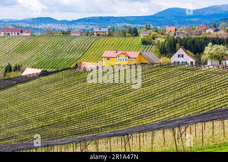 Puch bei Weiz: Blühende Apfelplantagen, Hagelschutznetz, Apfelland (Apfelland) in Steirisches Thermenland - Oststeiermark, Steiermark, St. Stockfoto