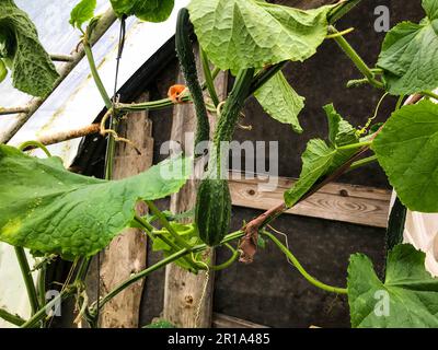 Gurken wachsen in einem Gartenbett in einem Gewächshaus. Plastikhaus, nass. Borretsch mit großen grünen Blättern. Stachelfrucht. Anbau ökologischer Erzeugnisse. Stockfoto