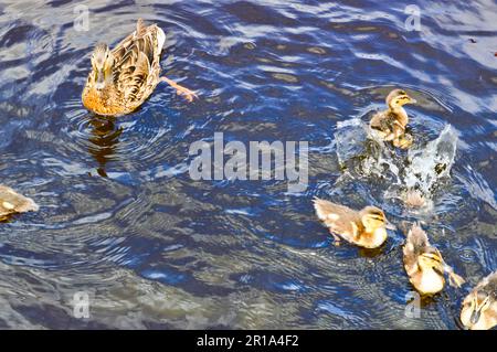 Eine Schar von vielen wunderschönen wilden Wasservögeln von Enten mit Küken Enten mit Schnabel und Flügeln schwimmt vor dem Hintergrund des Wassers im Fluss l Stockfoto