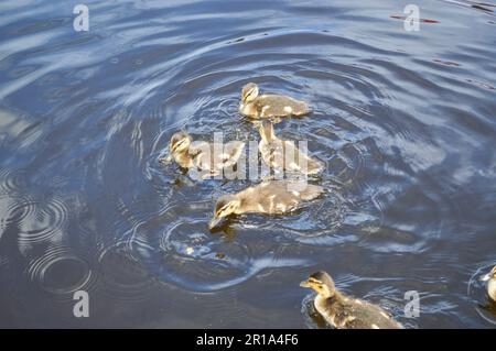 Eine Schar von vielen wunderschönen wilden Wasservögeln von Enten mit Küken Enten mit Schnabel und Flügeln schwimmt vor dem Hintergrund des Wassers im Fluss l Stockfoto