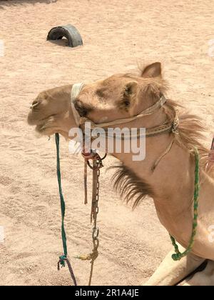 Ein großes, wunderschönes, beigefarbenes, starkes, majestätisches Kamel mit einem Maulkorb, ein exotisch ausgebildetes Tier mit einem leichten Stofftuch auf seinem Maulkorb sitzt auf heißem gelbem Sand Stockfoto