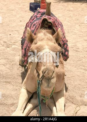 Ein großes, wunderschönes Beige ist ein starkes, majestätisches Kamel, ein exotisch ausgebildetes Tier mit einem Stofflicht auf seinem Maulkorb sitzt auf dem Sand mit einem hellen Stockfoto