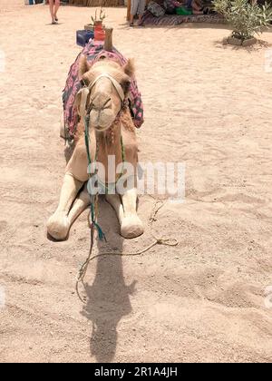 Ein großes, wunderschönes, beigefarbenes, starkes, majestätisches Kamel, ein exotisch ausgebildetes Tier sitzt mit einem Cape aus leuchtend roter gestrickter Handarbeit. Stockfoto