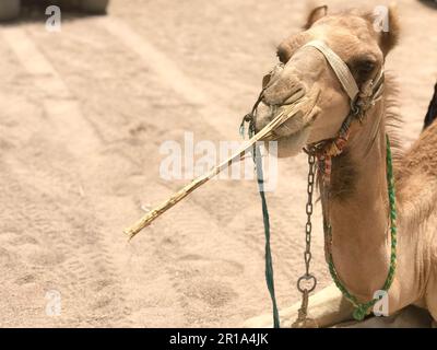 Porträt eines ruhenden, zweibusigen gelben Wüstenkamels mit Gurtzeug, das Stroh auf dem Sand in Ägypten frisst, Nahsicht und Kopierraum. Stockfoto