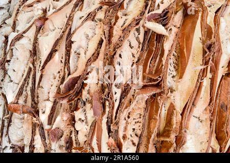 Textur geprägt grob schälen natürliches geschnitztes Holz Palmenrinde Braun tropisch südlich exotisch aus dem Dschungel festes, starkes Gemüse mit Streifen. Die B Stockfoto