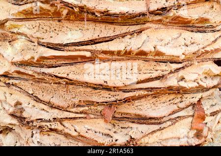 Textur geprägt grob schälen natürliches geschnitztes Holz Palmenrinde Braun tropisch südlich exotisch aus dem Dschungel festes, starkes Gemüse mit Streifen. Die B Stockfoto