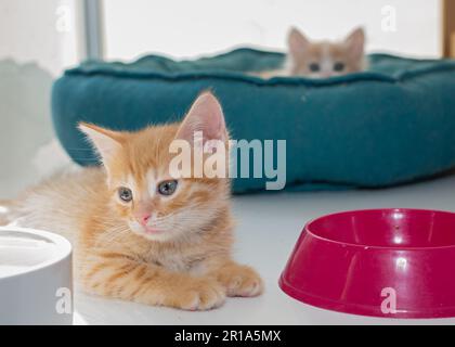 Zwei kleine Kätzchen in einem Schutzkäfig warten auf ihre neue Familie Stockfoto