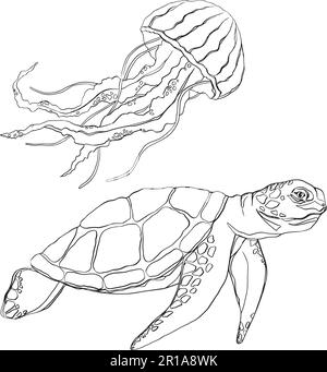 Handgezeichnete Kritzelquallen, Schildkröten. Vektordarstellung. Handgezeichnete Quallen, Schildkröten. Vektordarstellung von Quallen, Schildkröten-Design auf Weiß Stock Vektor