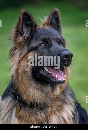 Porträt eines männlichen deutschen Schäferhundes auf einem Feld. Stockfoto