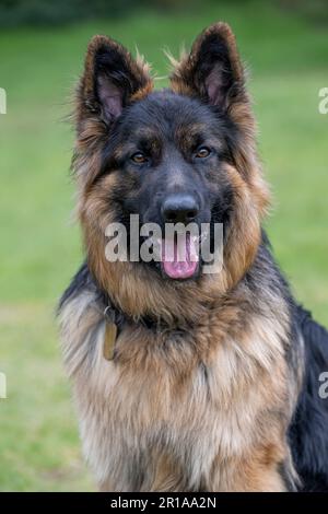 Porträt eines männlichen deutschen Schäferhundes auf einem Feld. Stockfoto